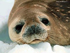 foca1 copia